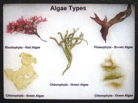 green algae in tagalog|Category:tl:Green algae .